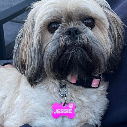 Dog wearing an Engraved Dark Blue Bone Pawzee Light Pet Tag - Pet ID Tags
