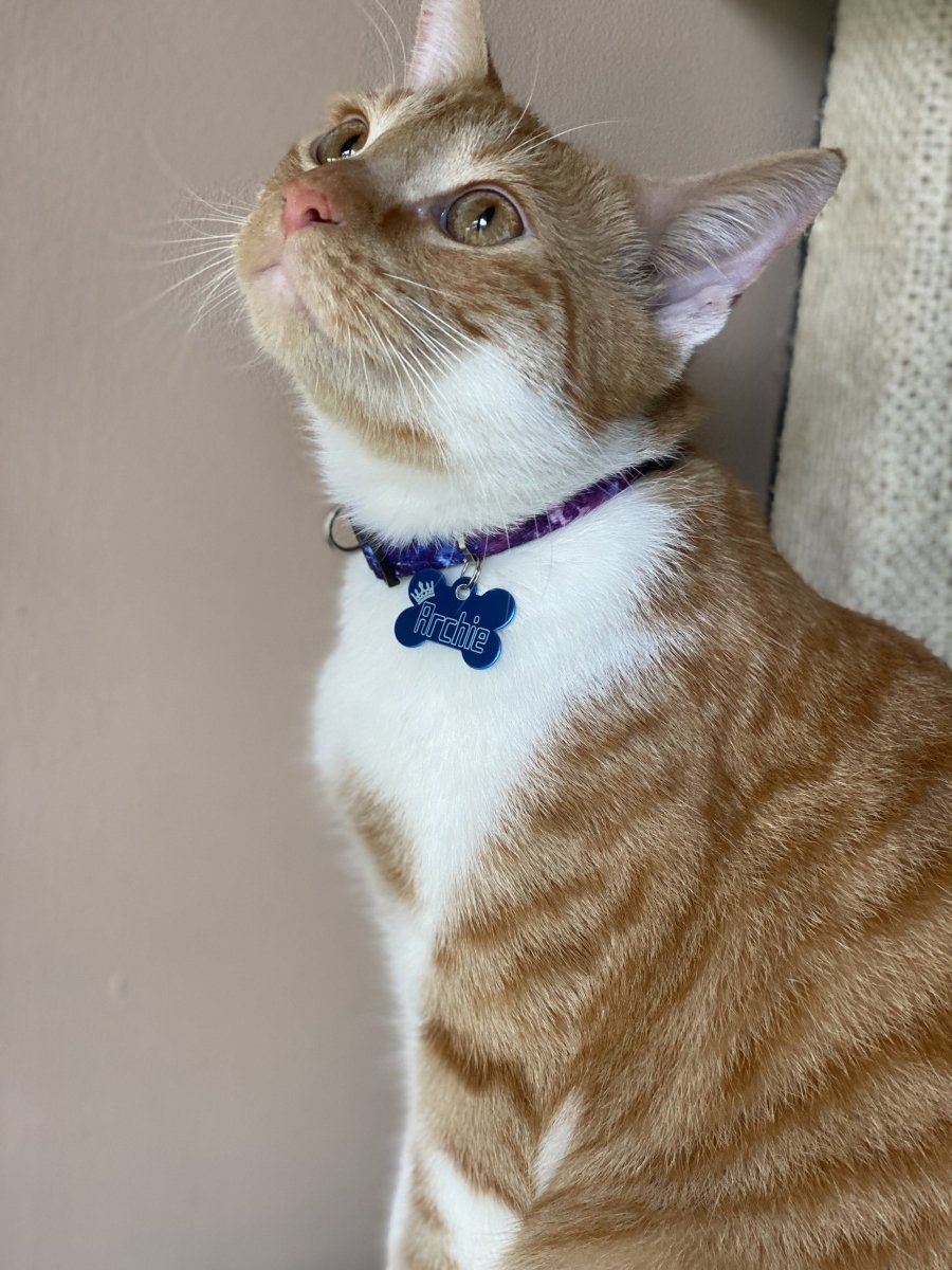 Cat wearing an Engraved Dark Blue Bone Pawzee Light Pet Tag - Pet ID Tags
